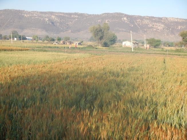 Reinvigorated farmland at Harmeerpur village has revitalised ecosystems and social wellbeing