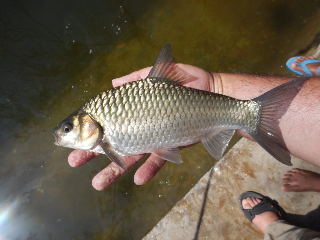 The cyprinid fish Systomus sarana thrives in a regenerated water body at Tilda, in the Sarsa catchment
