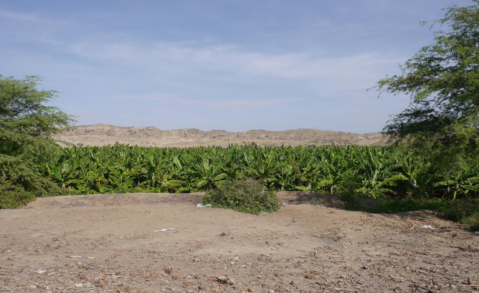 Organic bananas field shows agroindustry within an arid ecosystem