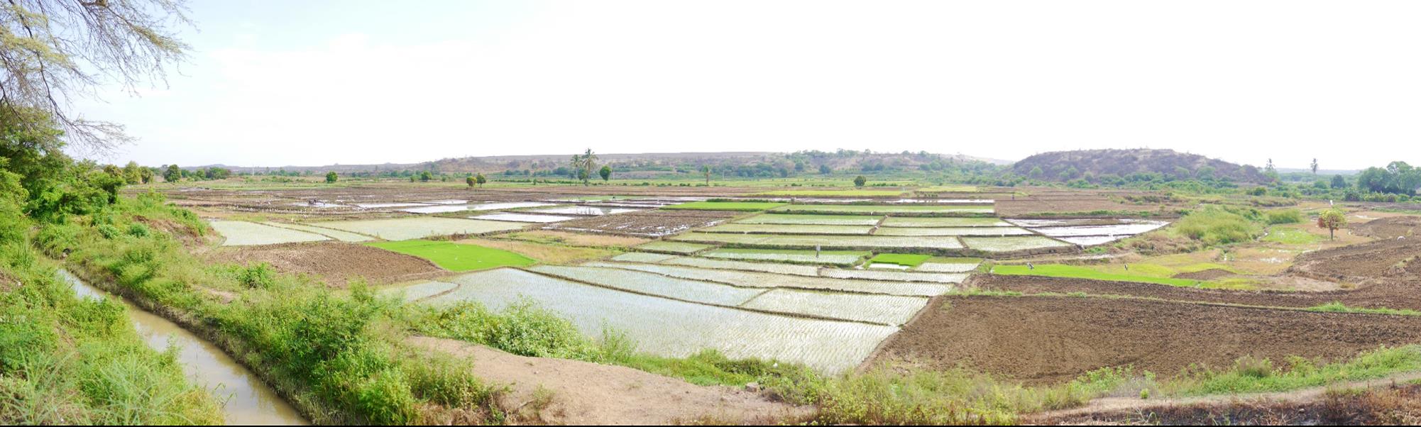 Panoramic view of rice fields