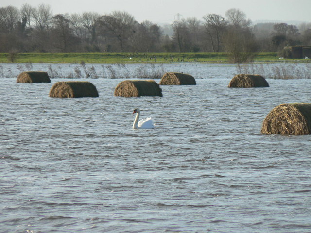 Swan on Tealham Moor in winter flooding (© Copyright Edwin Graham. This work is licensed under the Creative Commons Attribution-Share Alike 2.0 Generic Licence.)