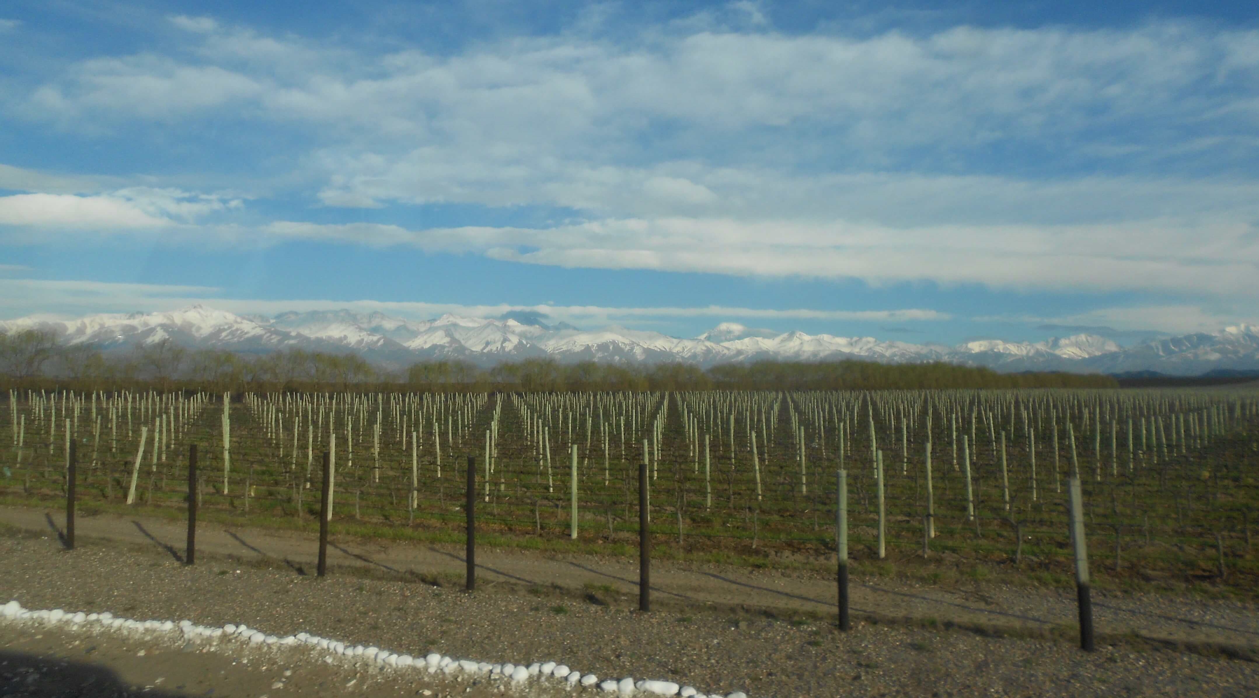Vineyard in the foot of the Andes