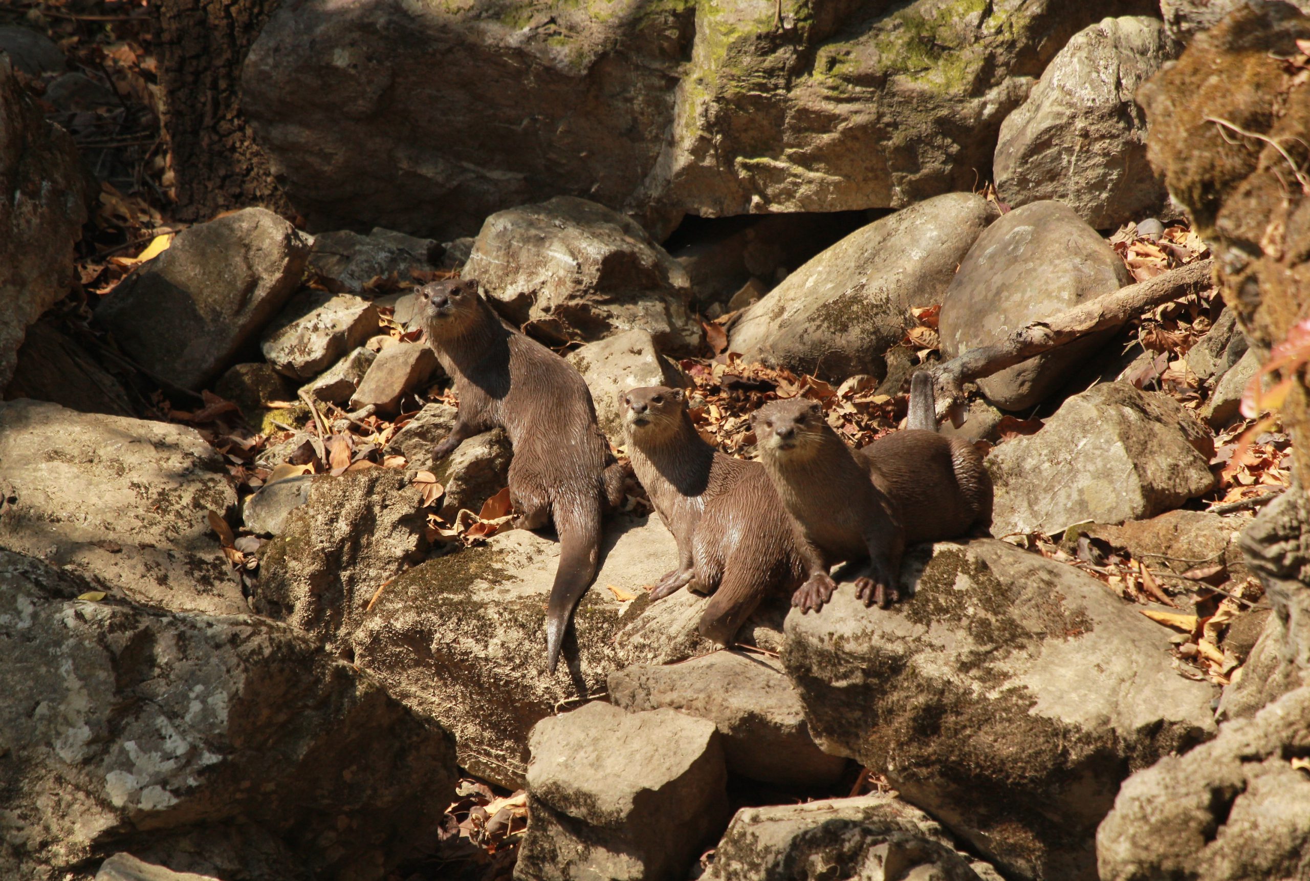 Assessing the distribution pattern of otters in four rivers of the Indian Himalayas